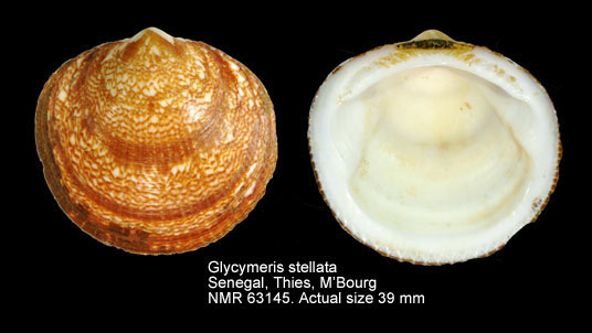 Glycymeris stellata (2).jpg - Glycymeris stellata(Bruguière,1789)
